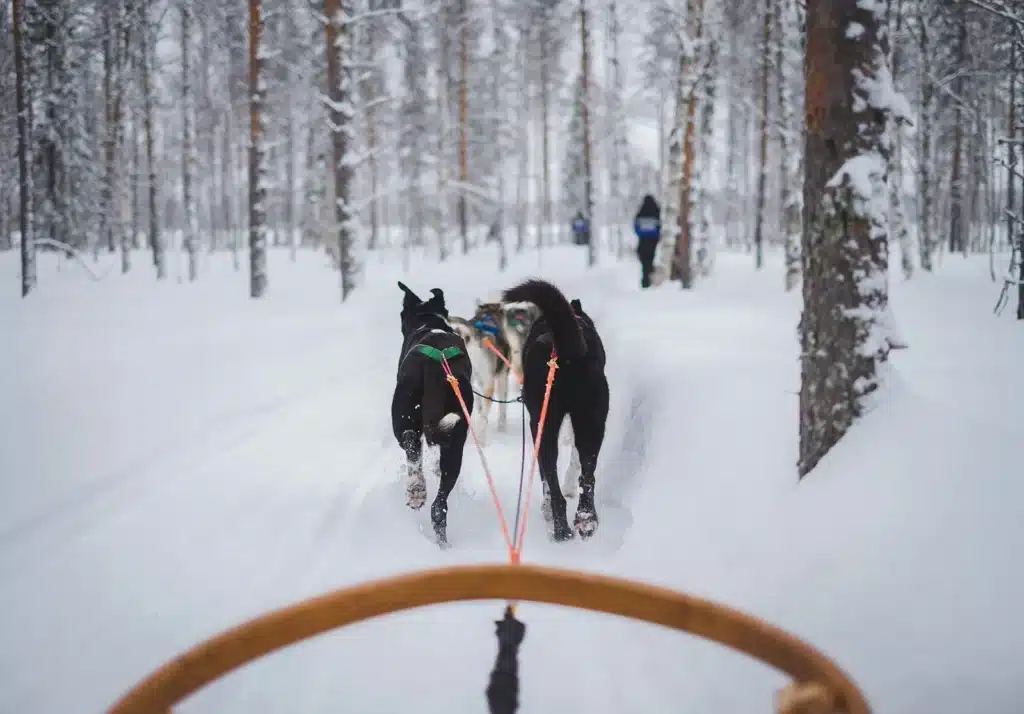 dog sledding