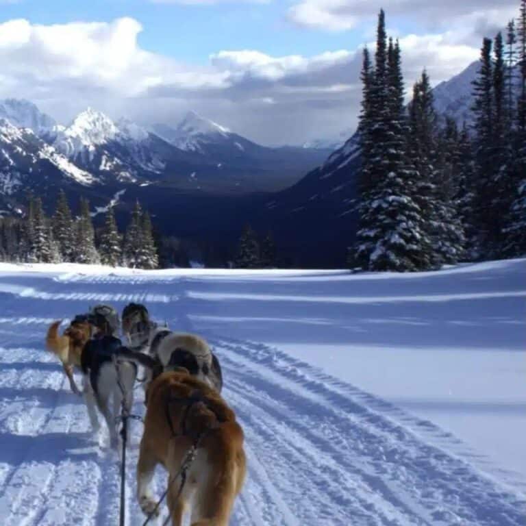 Sled dog team running a snowy trail at Fortress Mountain, Kananaskis